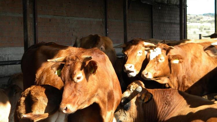 Στόχος η δημιουργία της ελληνικής κόκκινης φυλής βοοειδών στη Δυτική Μακεδονία 