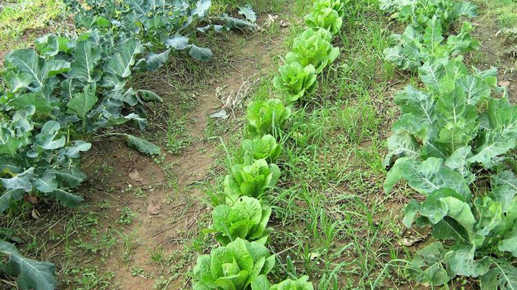 Eπιπρόσθετες παρατηρήσεις για την ΚΥΑ Αγορών Βιολογικών Προϊόντων