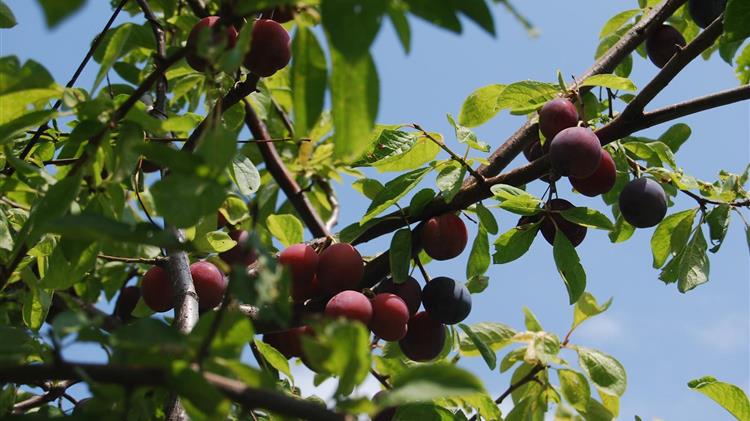Το ζήτημα της αποζημίωσης πληγέντων παραγωγών οπορωφόρων δέντρων από θεομηνία 