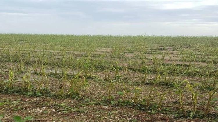 Αλεξανδρούπολη: Η χαλαζόπτωση κατέστρεψε περίπου 5000 στρέμματα