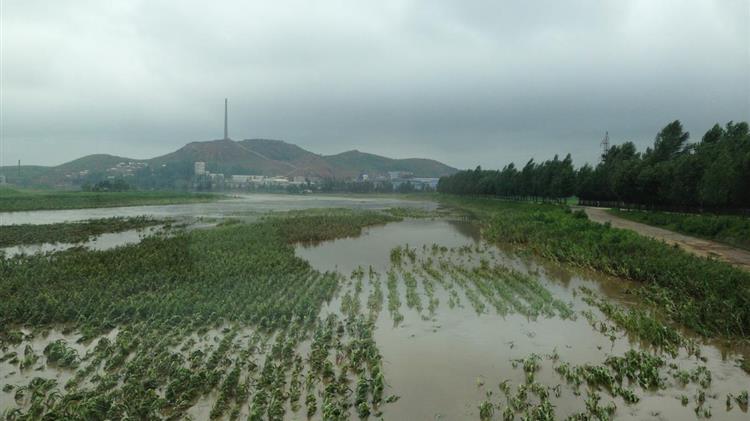 Μεγάλες ζημιές στις καλλιέργειες σιτηρών και οσπρίων