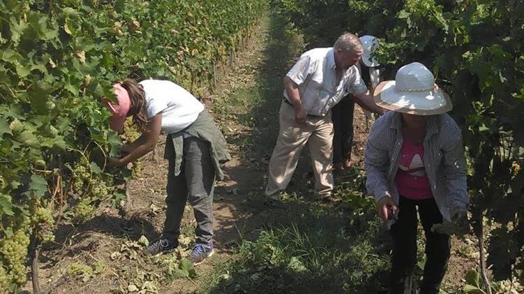 Aλλαγή της καταληκτικής ημερομηνίας υποβολής δηλώσεων συγκομιδής σταφυλιών οινοποιήσιμων ποικιλιών αμπέλου