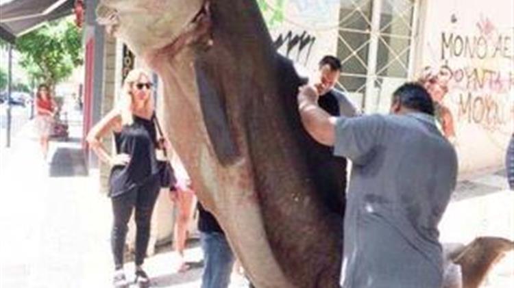 Ψαράδες έπιασαν καρχαρία στην Κεφαλλονιά 