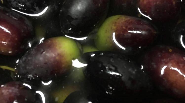 «Οι εξαγωγές αιγυπτιακών ελιών Καλαμών αυξήθηκαν κατά 138%»