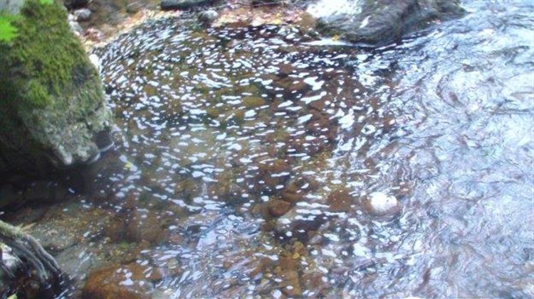 Περιβαλλοντικό πρόβλημα με ψόφιες καραβίδες στον Καλαμά