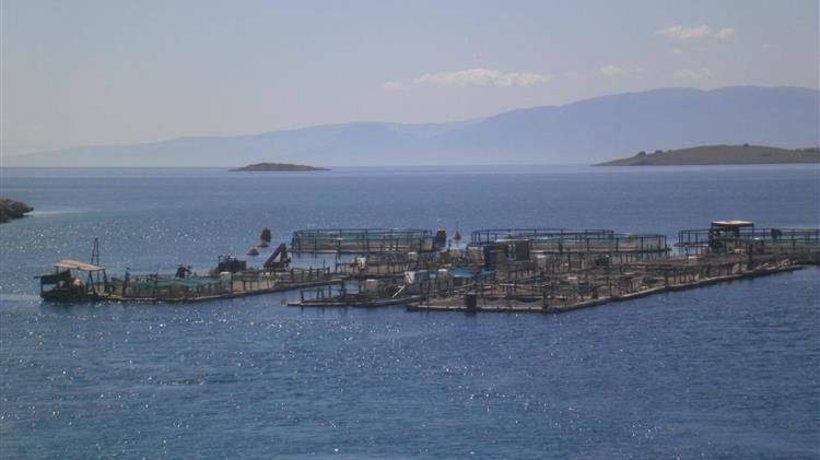 ICAP: Αύξηση στην παραγωγή ψαριών ιχθυοκαλλιέργειας 