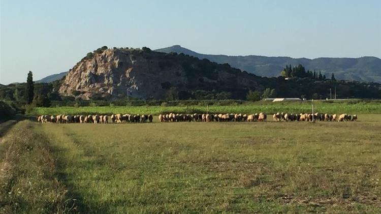 Παράταση προθεσμίας υποβολής αιτήσεων για την ενίσχυση των 89 εκατ. ευρώ που αφορά τις ζωοτροφές