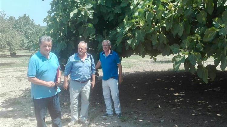Αρχίζουν άμεσα οι εκτιμήσεις ζημιών από τις πρόσφατες βροχοπτώσεις στις καλλιέργειες σύκων της Εύβοιας