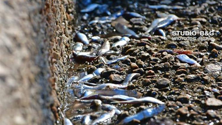 Βγήκαν οι σαρδέλες στη στεριά στο Ναύπλιο