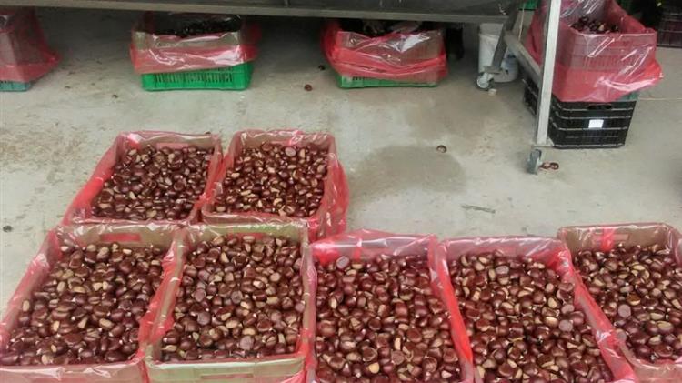 Η φαιά σήψη «γονάτισε» τους καστανοπαραγωγούς στην Πέλλα