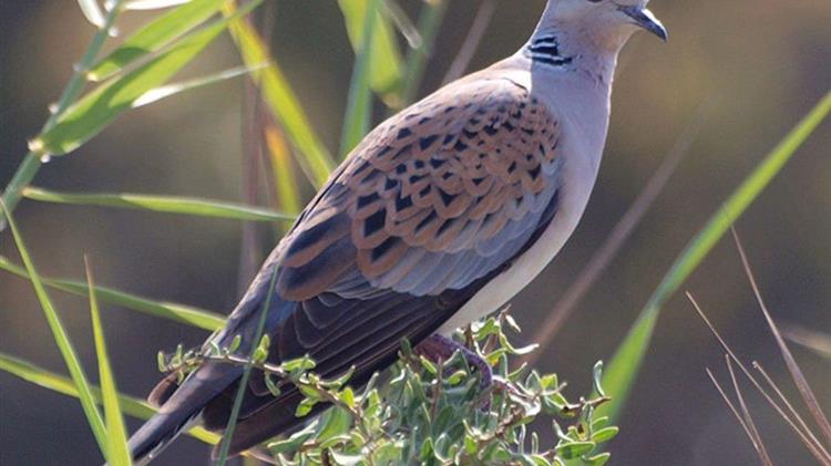 Αειφορική διαχείριση και προστασία του τρυγονιού στην Ευρώπη προτείνει η Ελλάδα