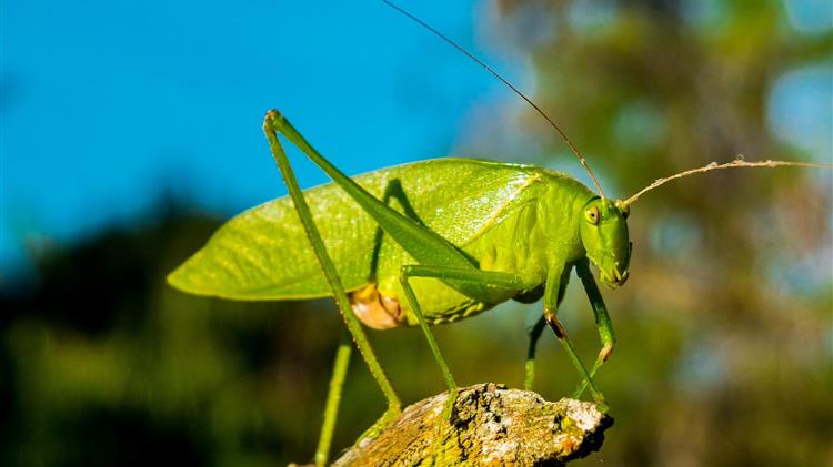 FAO makes gains in the fight against Desert Locusts in East Africa and Yemen but threat of a food security crisis remains