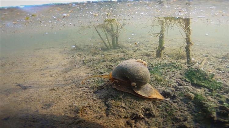 Νέες ποικιλίες ρυζιού ανθεκτικές στα σαλιγκάρια και στην αλατότητα στην Ισπανία