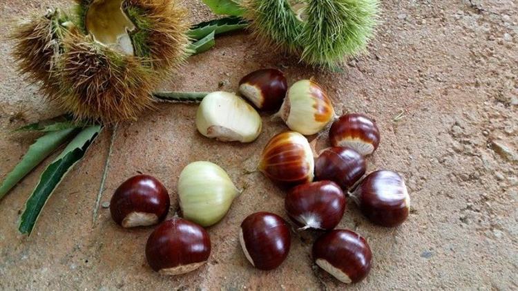 Στήριξη στους καστανοπαραγωγούς Πηλίου μέσω του νέου «Μέτρου 23»