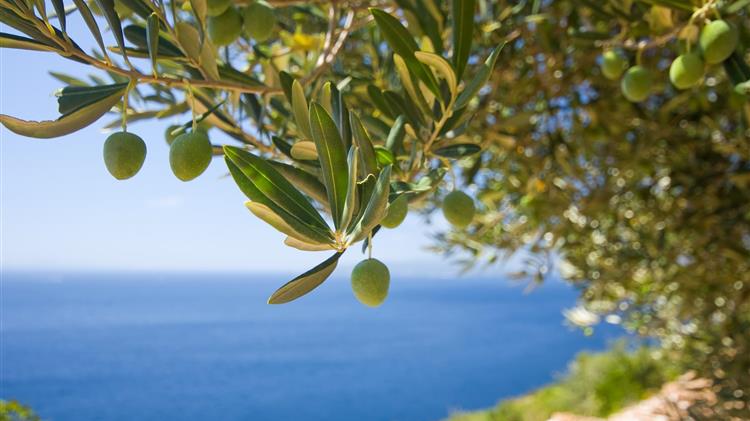 Από την ελαιοσυγκομιδή στο Νοσοκομείο