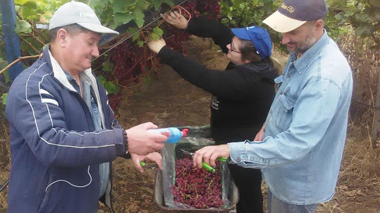 Με τις πιο αυστηρές γεωργικές πρακτικές, γίνεται η συγκομιδή των επιτραπέζιων σταφυλιών ποικιλίας «Crimson»