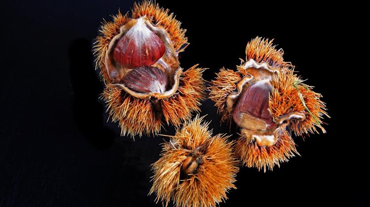 Καστάνιτσα: Εορτή Κάστανου 