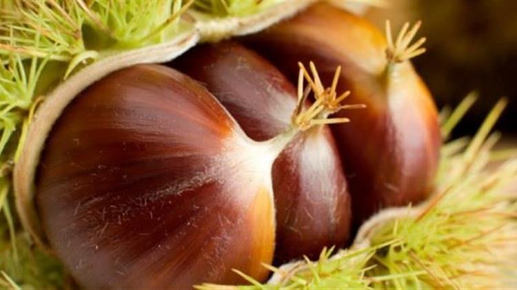Δενδρύλλια καστανιάς, από την Διεύθυνση Δασών Χανίων