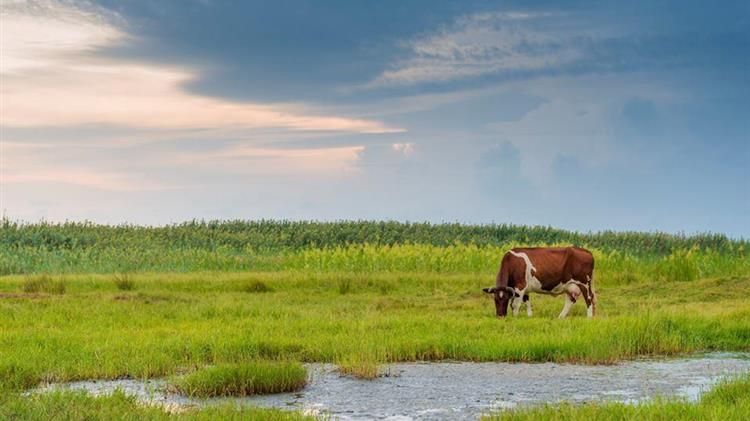 Λιβαδοπονικό συνέδριο στη Λάρισα