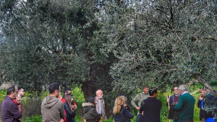 «Παγκόσμια ημέρα ελιάς και ελαιόλαδου»