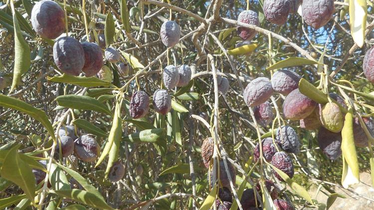 Ημερίδα για την καταπολέμηση του δάκου