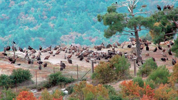 Ευρωπαϊκή Γιορτή Πουλιών στο Δέλτα του Έβρου