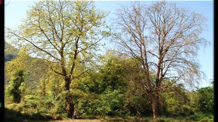 Απειλούνται τα πλατάνια του Δήμου Τρικκαίων