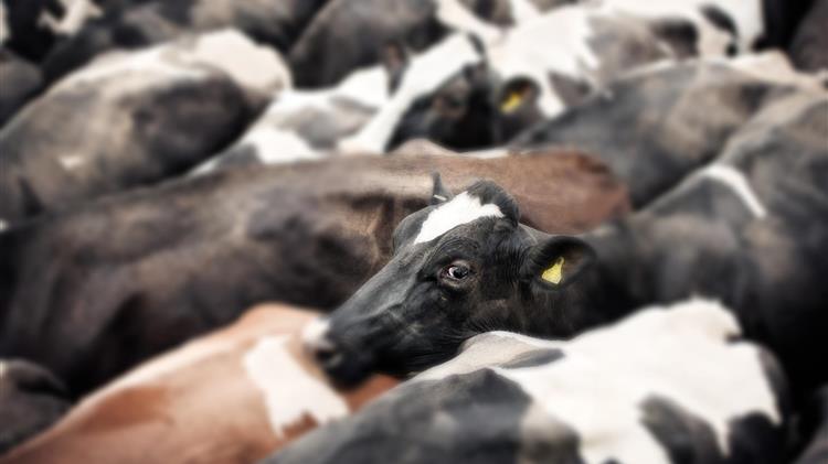 Καναδάς και γενετική κτηνοτροφία