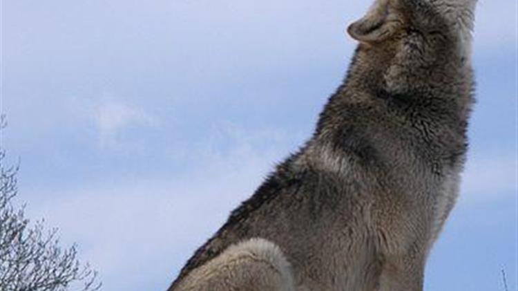 Αποζημιώσεις για τους λύκους