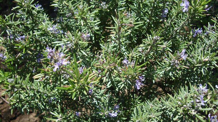 Επιστημονικό σεμινάριο για τα φαρμακευτικά φυτά στον Δ. Τρικκαίων