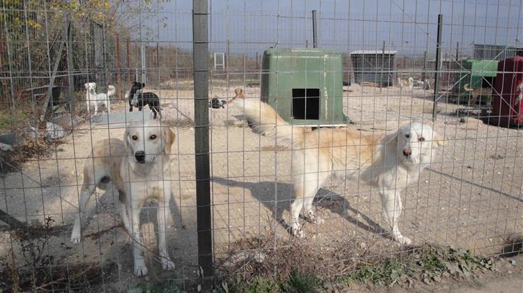 Στ. Αραχωβίτης: για την κατάσταση των κυνοκομείων