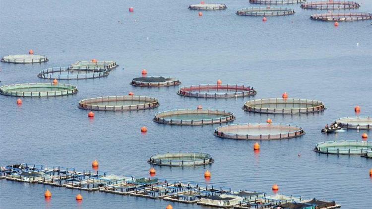 Επενδύσεις υδατοκαλλιεργειών 