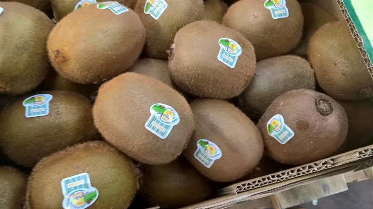 Περί τους 5.000 τόνους ακτινίδια συγκέντρωσε φέτος Ιταλός έμπορος  από την Πιερία 