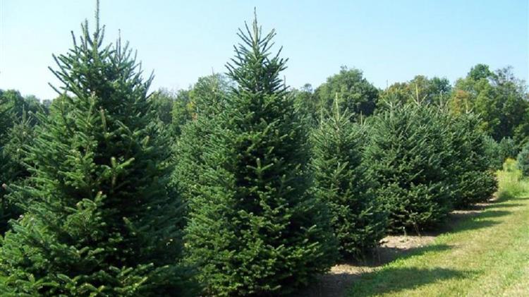 Εκδόθηκε η ΥΑ για την απόληψη και εμπορία δενδρυλλίων για τη φετινή χριστουγεννιάτικη περίοδο