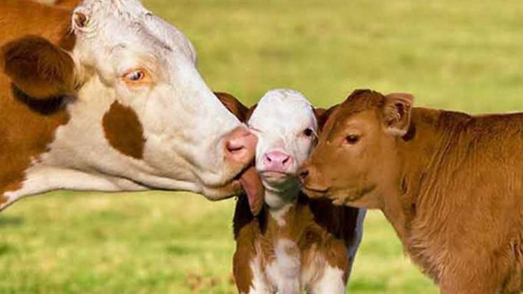 Δήλωση βουλευτή Σύριζα Λάρισας, Νίκου Παπαδόπουλου 