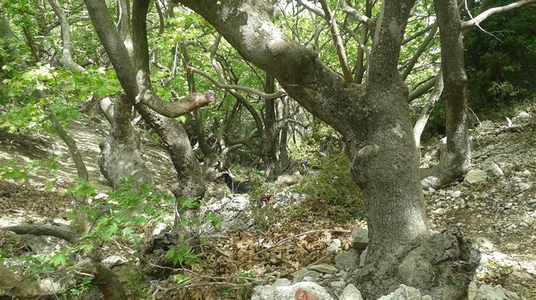 Ασθένεια του μεταχρωματικού έλκους που προκαλείται από το μύκητα Ceratosystis platani 