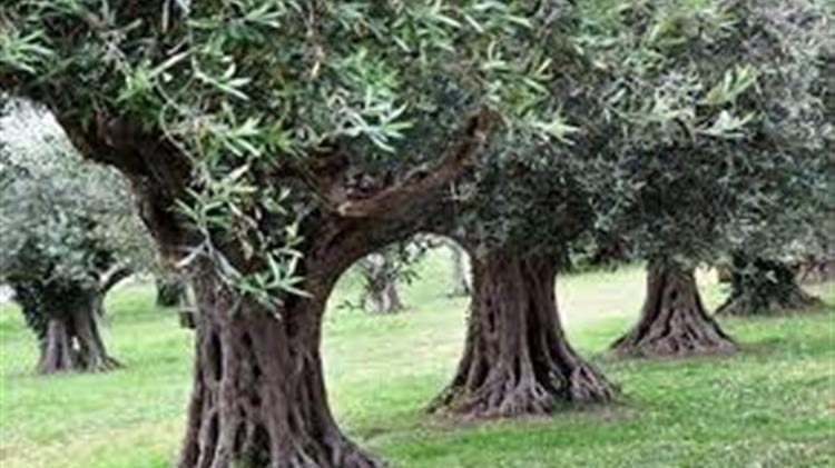 Ελαιοκαλλιέργεια: Σοβαρές οι επιπτώσεις από τους καύσωνες