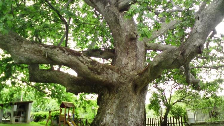 Κινδυνεύουν να εξαφανιστούν τα πλατάνια