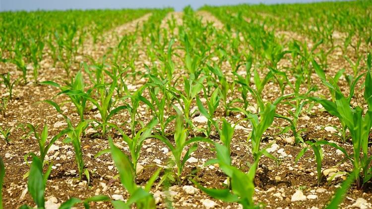 ΥΠΑΑΤ: Διευκρινίσεις για ενισχύσεις κτηνοτροφικών φυτών