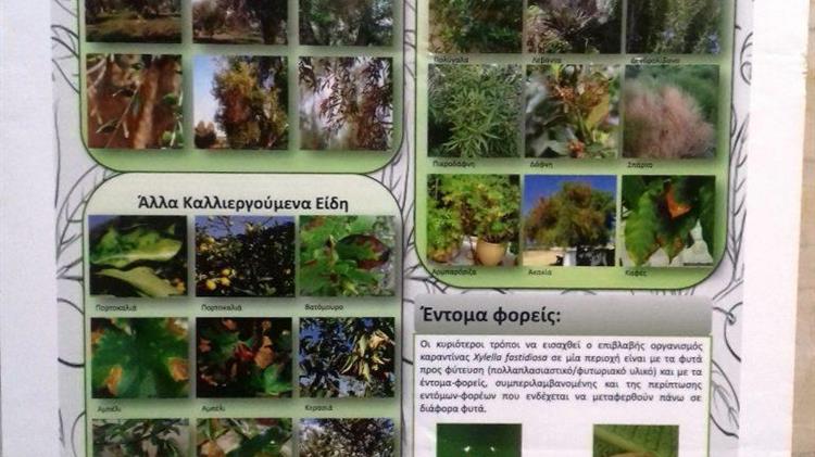 Ενημέρωση για το κρούσμα Επιβλαβούς Οργανισμού Καραντίνας Xylella fastidiosa
