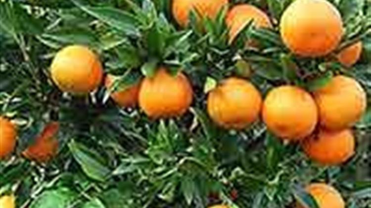 Αναγγελία ζημιάς από ανεμοθύελλα στη Δ.Ε. Θερίσου