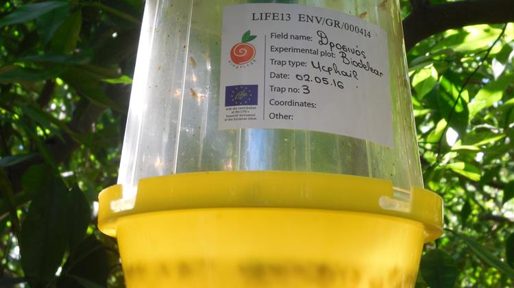 Το καινοτόμο ελκυστικό Biodelear καταπολεμά την μύγα της Μεσογείου χωρίς την χρήση εντομοκτόνων