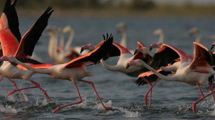 Πολλές και σπάνιες οι αφίξεις στο Δέλτα Έβρου