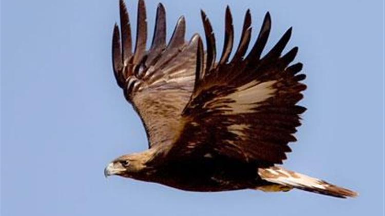 Αρπακτικά πουλιά, οι ρυθμιστές των οικοσυστημάτων