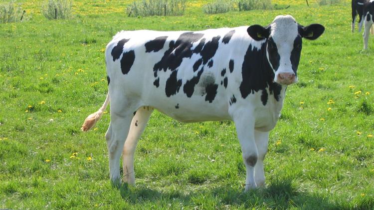 Η Ελλάδα είναι ελλειμματική σε αγελαδινό γάλα