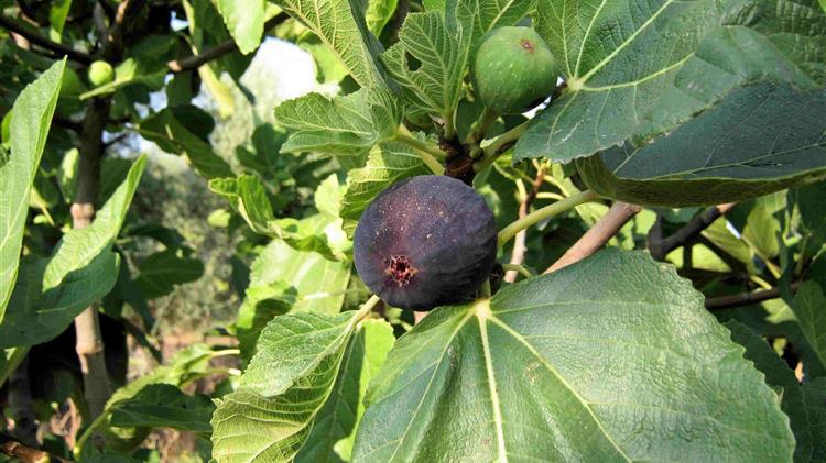 Θετικές εξελίξεις για τους συκοπαραγωγούς της Βόρειας Εύβοιας