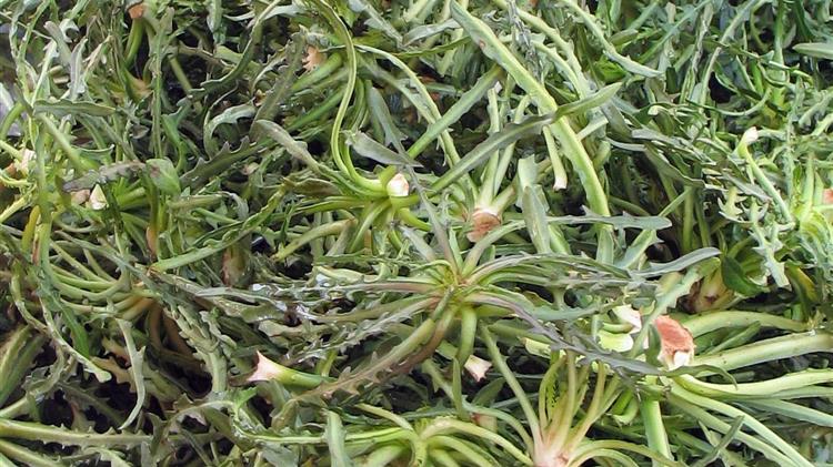 Χόρτα: Μια ακαλλιέργητη τροφή πλούσια σε θρεπτική αξία