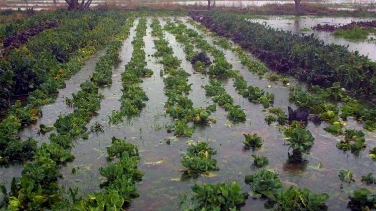 Κατατέθηκε η τροπολογία για την αποζημίωση των πληγέντων αγροτών του «Ιανού»