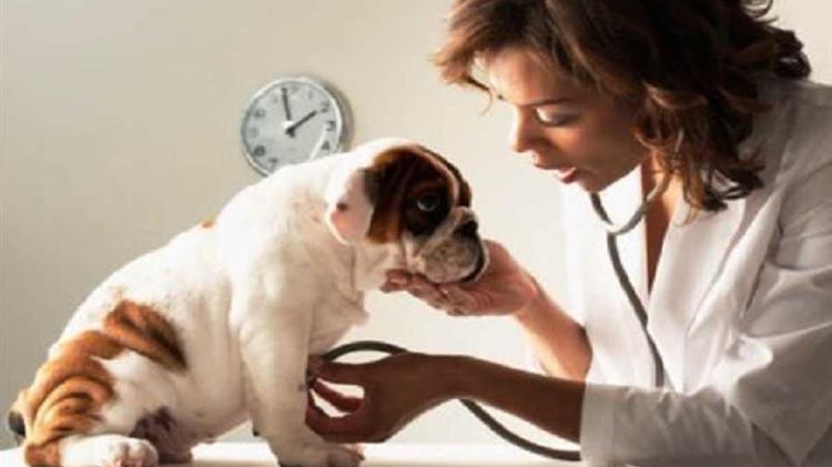 Ο Γιώργος Κασαπίδης ζητά την στελέχωση των κτηνιατρικών υπηρεσιών