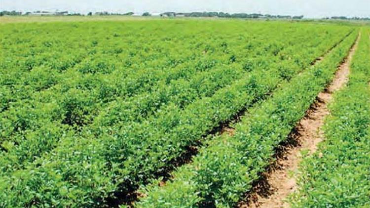 Νομοθετική παρέμβαση για επανένταξη αγροτών στο «Γαία» και απεξάρτηση από ληξιπρόθεσμες οφειλές